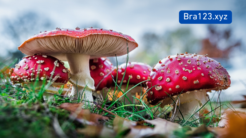 7 Manfaat Microdosing Magic Mushrooms + Produk Terbaik & Cara Aman Menggunakannya 1 microdosing magic mushrooms
